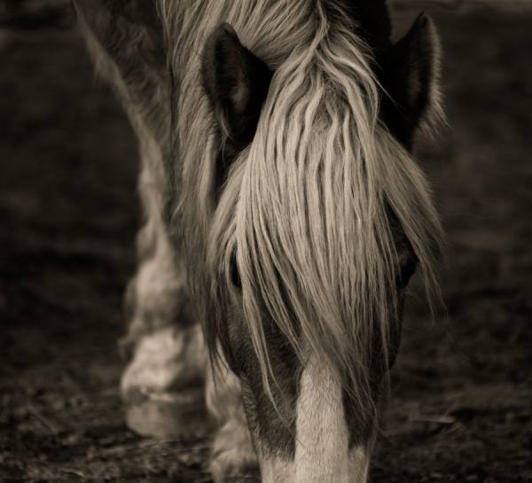 Photograph Bev Pettit Magic Sepia 2 on One Eyeland