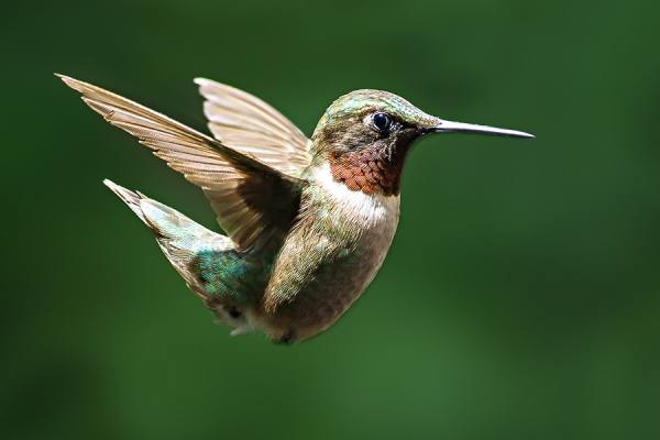 Photograph Clifford Compton Male Ruby Throated Hummingbird  Macro on One Eyeland