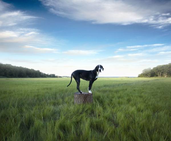 Photograph William Huber Marsh Dog Massachusetts on One Eyeland