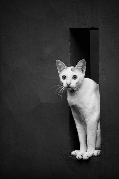 Photograph Harry Kegelapan Meow on One Eyeland