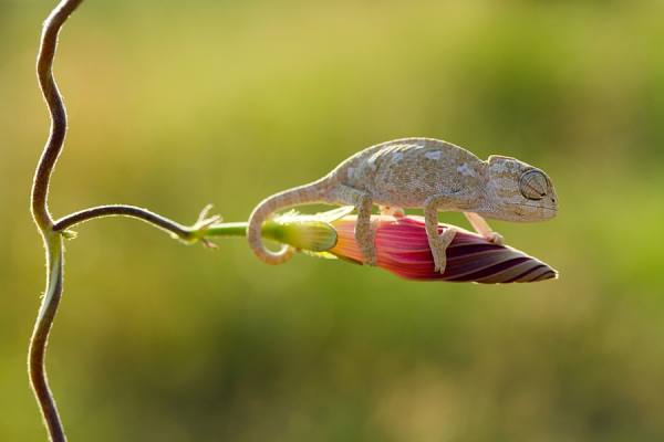 Photograph Mehmet Karaca Mini Dinosaur on One Eyeland