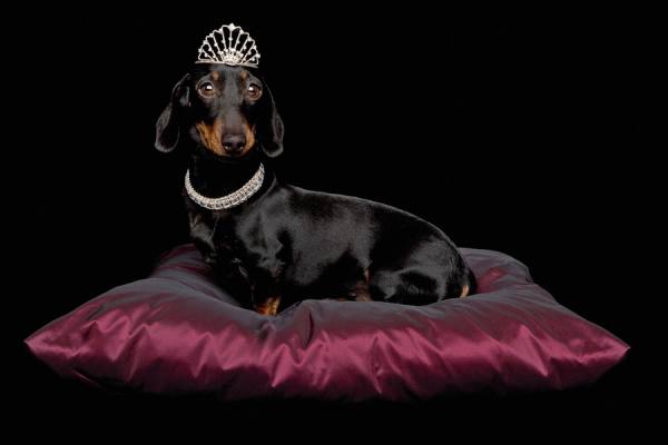 Photograph Tim Platt Miniature Dachshund On Cushion on One Eyeland