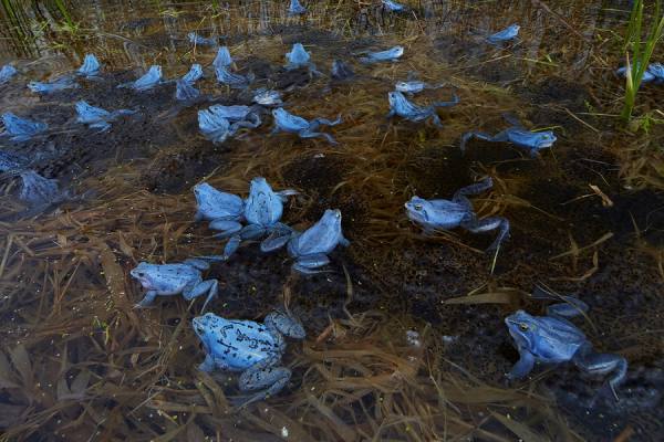 Photograph Rudi Sebastian Moor Frog Iii on One Eyeland