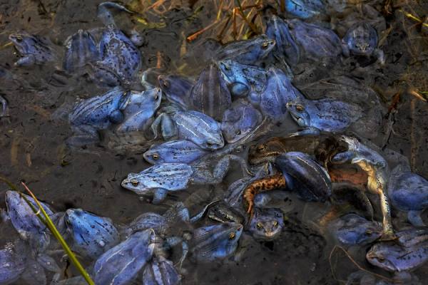 Photograph Rudi Sebastian Moor Frogs I on One Eyeland
