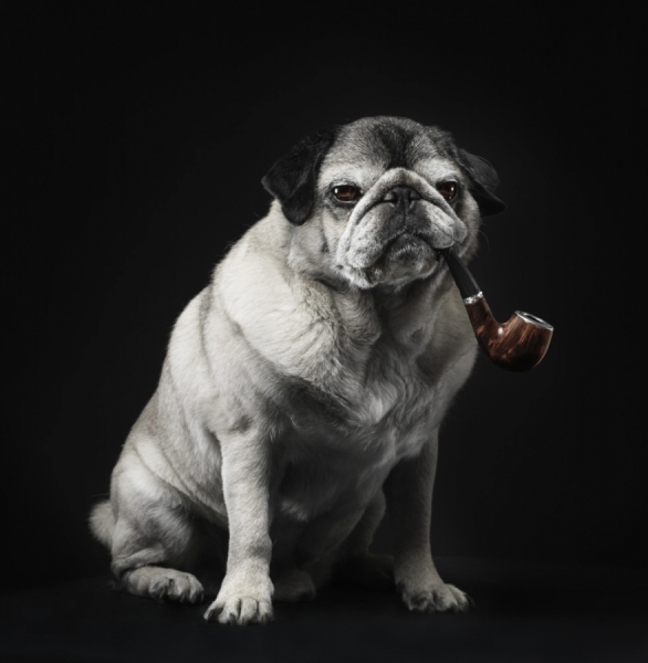 Photograph Henrik Sorensen Photography Mr Dog on One Eyeland
