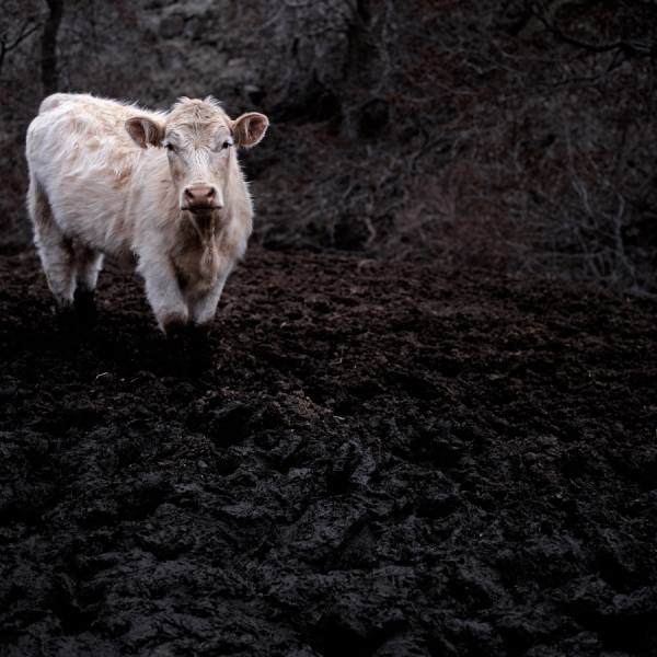 Photograph Eric Prine Muddy Cow on One Eyeland