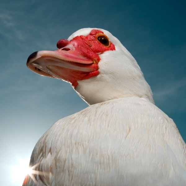 Photograph David Boni Muskavay Duck on One Eyeland