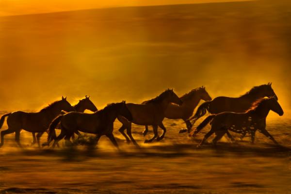 Photograph Bev Pettit Mustangs Running Into Sunset on One Eyeland