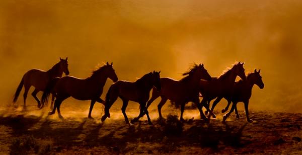 Photograph Bev Pettit Mustangs Running Into The Sunset 2 on One Eyeland
