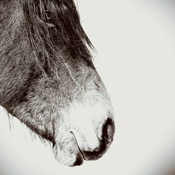 Photograph Christopher Wilson Nokota Horse on One Eyeland