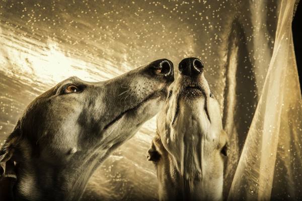 Photograph Harry Giglio Noses on One Eyeland