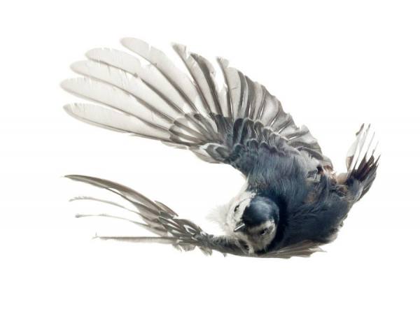 Photograph Paul Nelson Nuthatch on One Eyeland