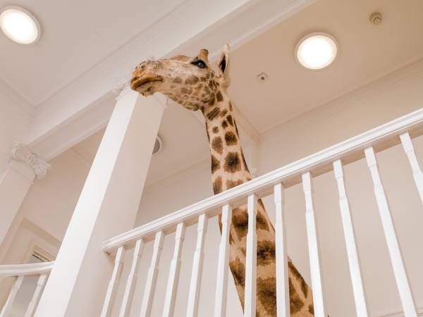 Photograph Owen Smith Office Giraffe on One Eyeland
