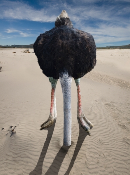 Photograph Colin Thomas Ostrich on One Eyeland