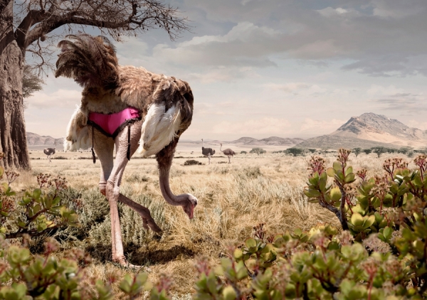 Photograph Garrigosa  Ostrich on One Eyeland