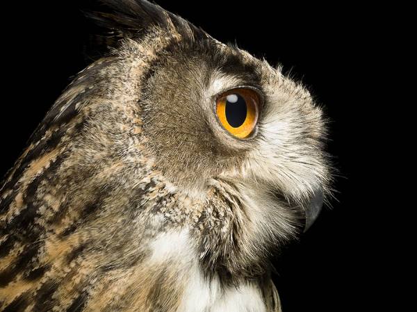 Photograph Jonathan Knowles Owl on One Eyeland