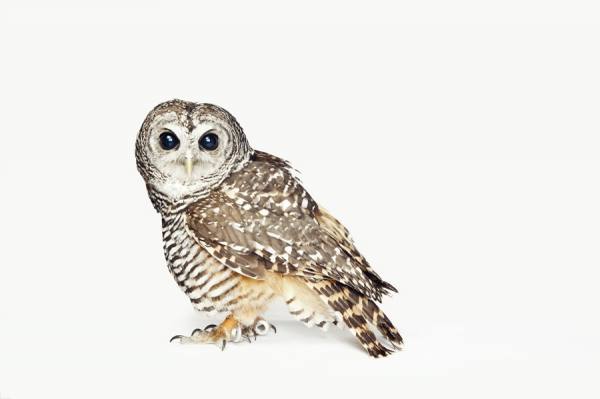 Photograph Keith Tsuji Owl on One Eyeland