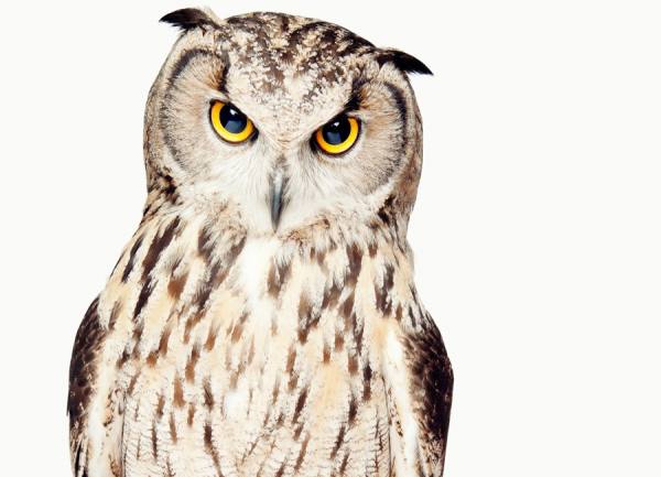 Photograph Keith Tsuji Owl on One Eyeland