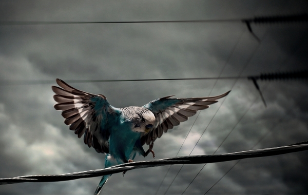 Photograph Sebastian Gray Parakeet Peril on One Eyeland