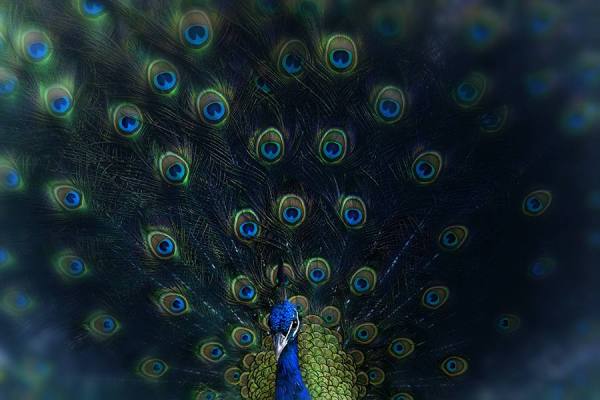 Photograph Lennette Newell Peacock on One Eyeland