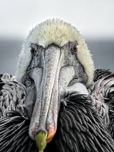 Photograph Carine Hengst Pelican on One Eyeland