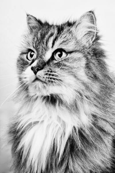 Photograph A Tamboly Persian on One Eyeland