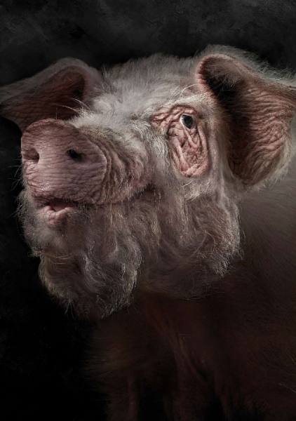 Photograph Garrigosa  Pig on One Eyeland