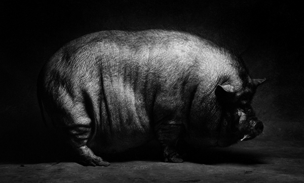 Photograph Harry Giglio Pig on One Eyeland
