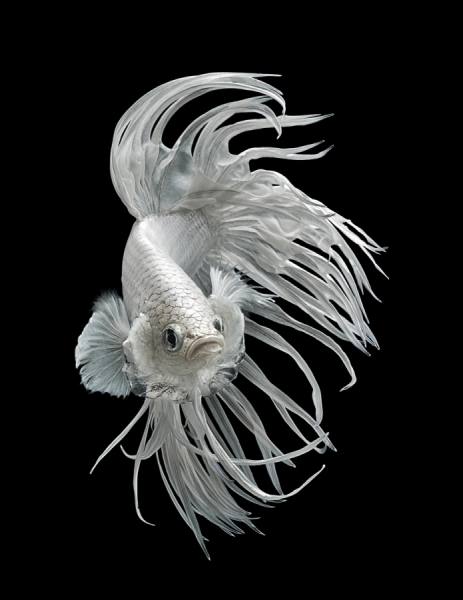 Photograph Anh Ho Platinum White Crowntail Fighting Fish on One Eyeland