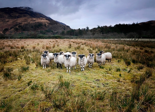 Photograph Glen Campbell Popular With The Locals on One Eyeland