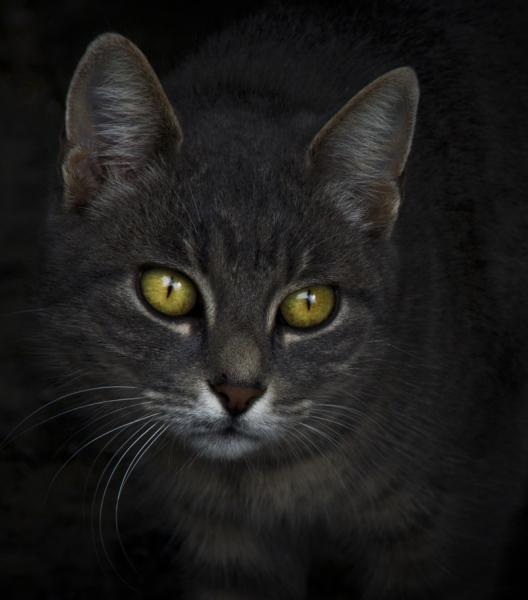 Photograph Eugenia Kyriakopoulou Portrait Of A Cat on One Eyeland