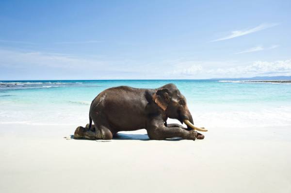 Photograph Valerie Leonard Praying Ganesh on One Eyeland