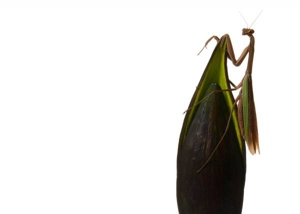 Photograph Steve Nozicka Praying Mantis on One Eyeland