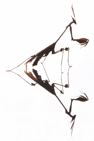 Photograph Vinoth Chandrasekaran Praying Mantis on One Eyeland