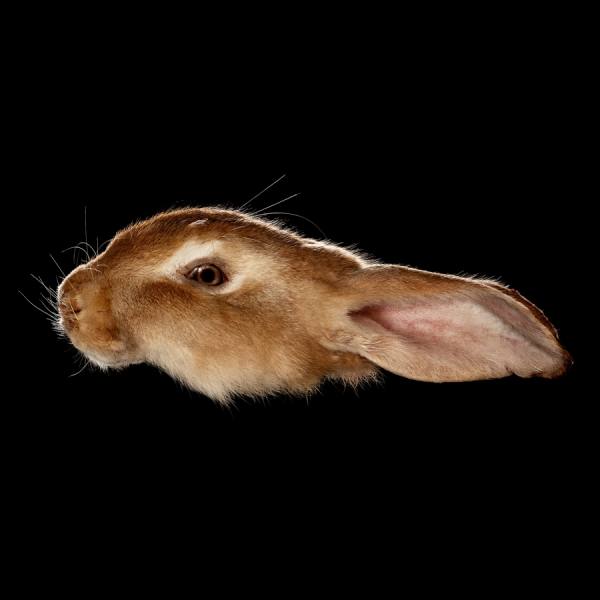 Photograph Antonio Strafella Rabbit on One Eyeland
