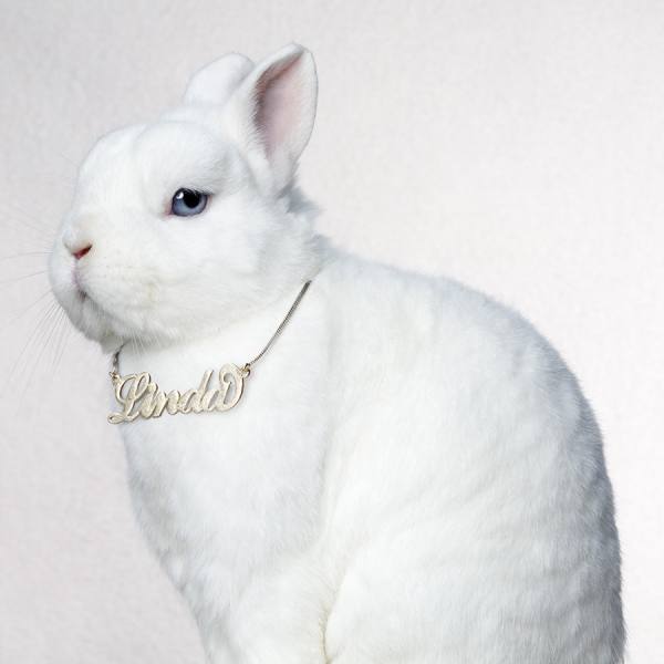 Photograph Linda Jansen Rabbit on One Eyeland