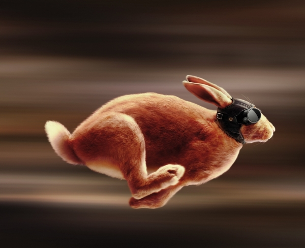 Photograph Garrigosa  Rabbit Golf on One Eyeland