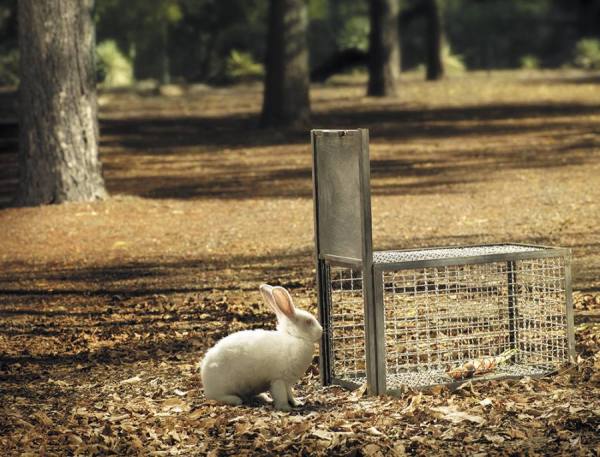 Photograph Diego Freire Rabbit Trap on One Eyeland