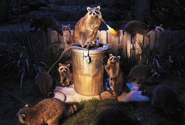 Photograph Philip Rostron Racoons on One Eyeland
