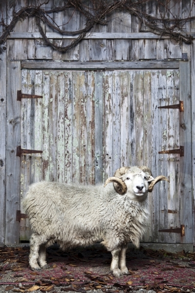 Photograph Hamish Trounson Ram on One Eyeland