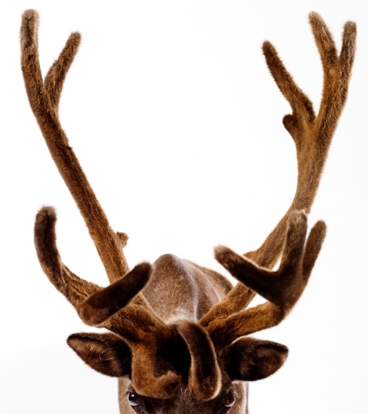 Photograph Lennette Newell Reindeer on One Eyeland
