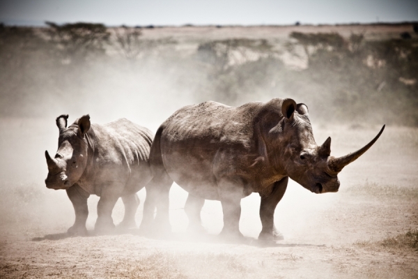 Photograph Robin Moore Rhinos on One Eyeland