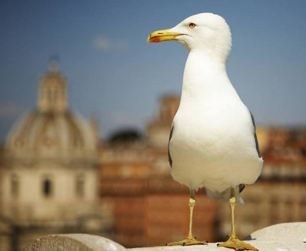 Photograph Rafael Magalhaes Roman Bird on One Eyeland