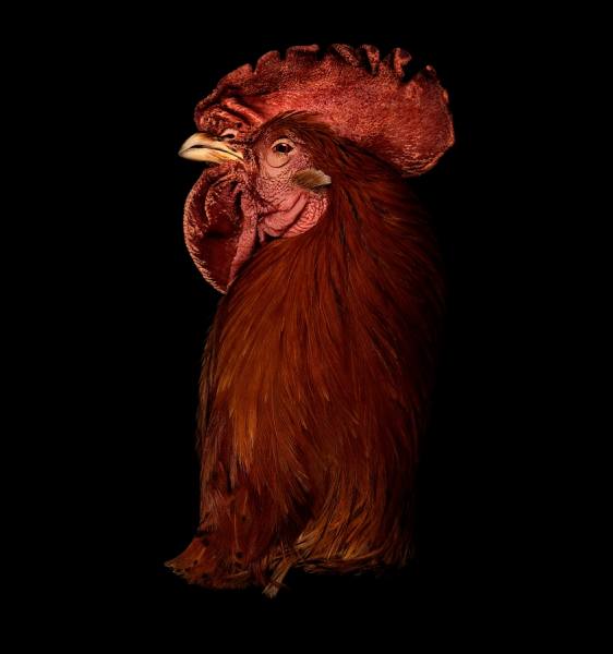Photograph Antonio Strafella Rooster on One Eyeland