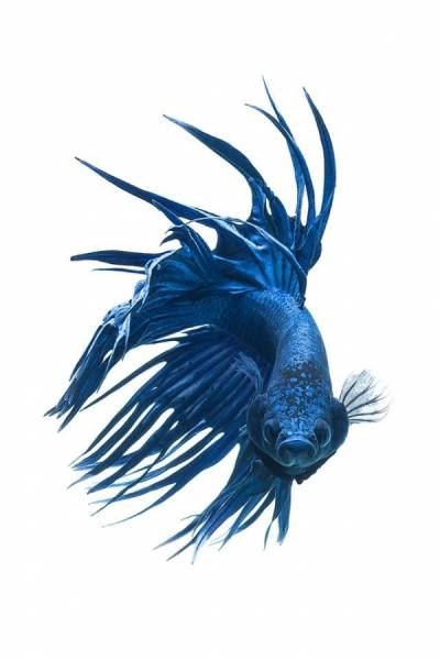 Photograph Anh Ho Royal Blue Crowntail on One Eyeland