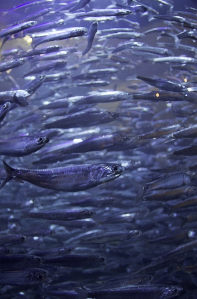 Photograph Kerrick James Sardine Heaven Or Hell on One Eyeland