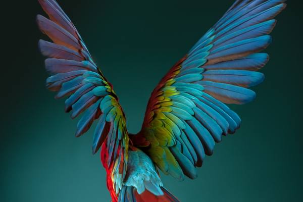 Photograph Tim Platt Scarlet Macaw 1 on One Eyeland