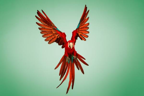 Photograph Tim Platt Scarlet Macaw 2 on One Eyeland