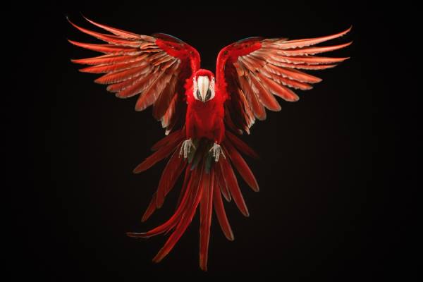 Photograph Tim Platt Scarlet Macaw 3 on One Eyeland