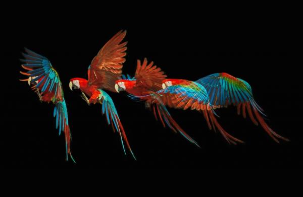Photograph Tim Platt Scarlet Macaw 4 on One Eyeland
